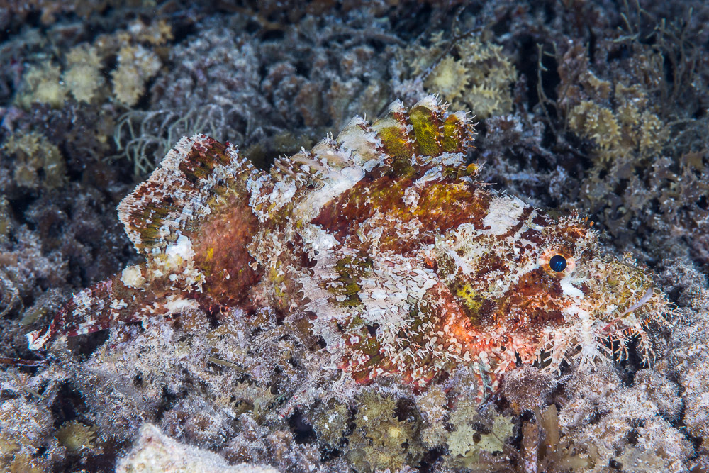 Scorpaenopsis papuensis