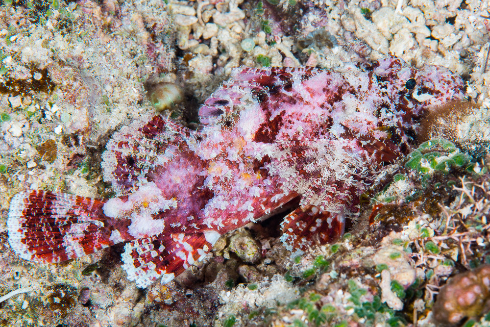 Scorpaenopsis papuensis