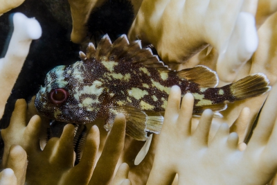 Sebastapistes cyanostigma Scorpaenidae