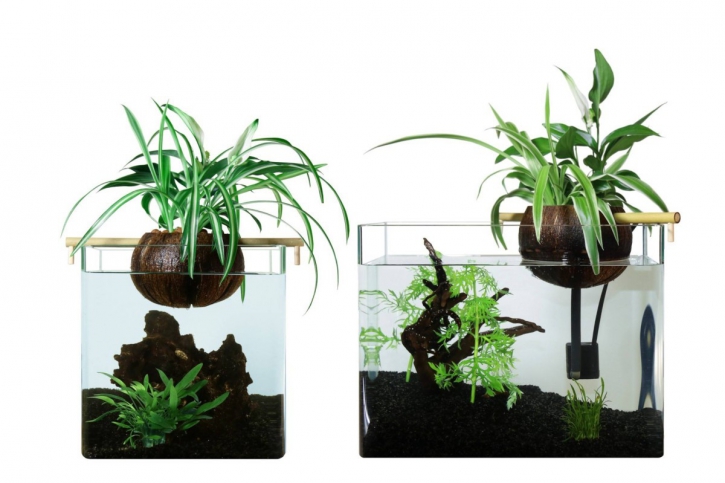 Aquaponie, première étape vers l’aquariophilie durable?