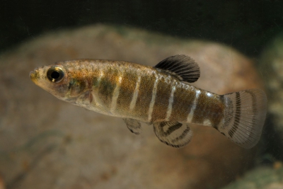 Aphanius danfordii Cyprinodontidae