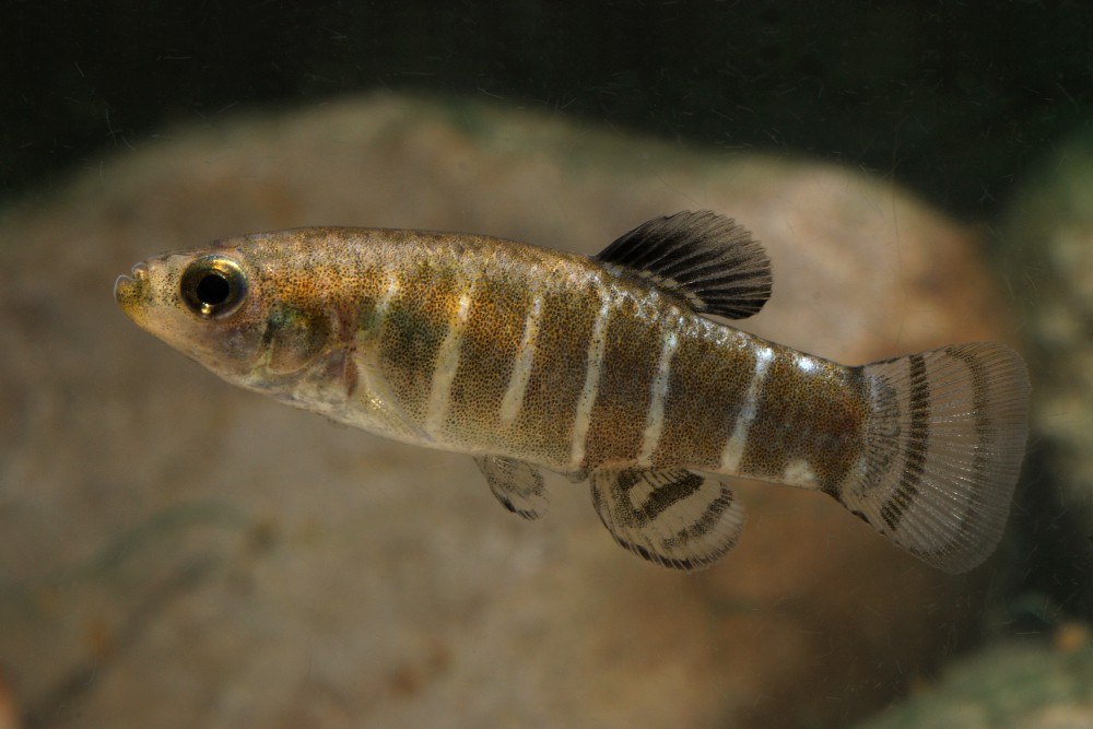 Aphanius danfordii