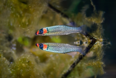 Fundulus escambiae Fundulidae