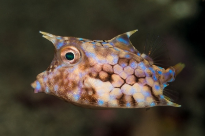 Lactoria fornasini Ostraciidae