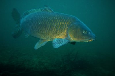 carpa Cyprinidae