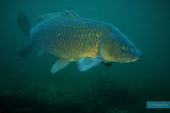 Cyprinus carpio