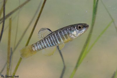 Aphanius de corse Cyprinodontidae
