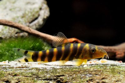 Botia dario Cobitidae