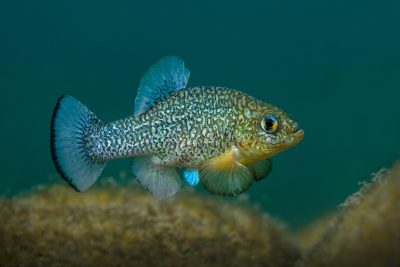 Cyprinodon elegans Cyprinodontidae