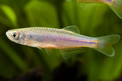 Danio albolineatus Danionidae