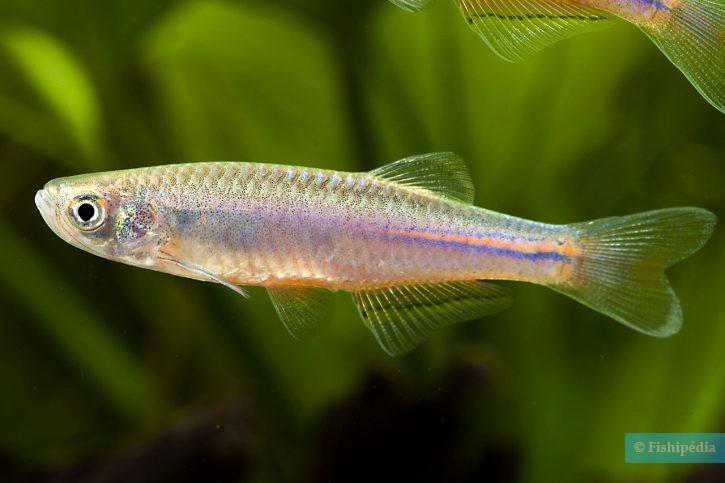 Danio albolineatus