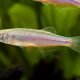 picture of Danio albolineatus