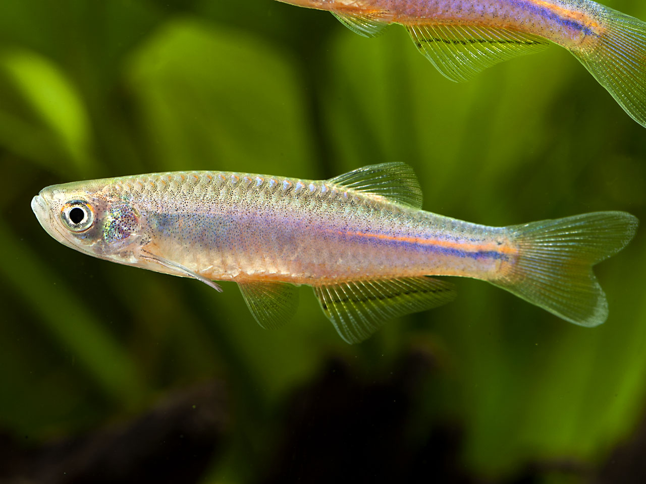 Danio albolineatus