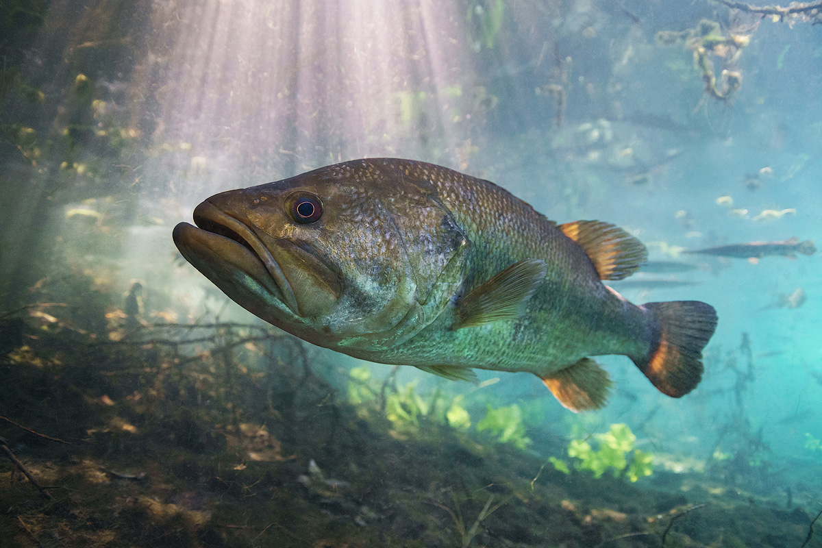 Micropterus salmoides