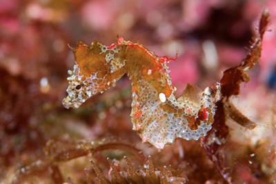 Hippocampus japapigu Syngnathidae