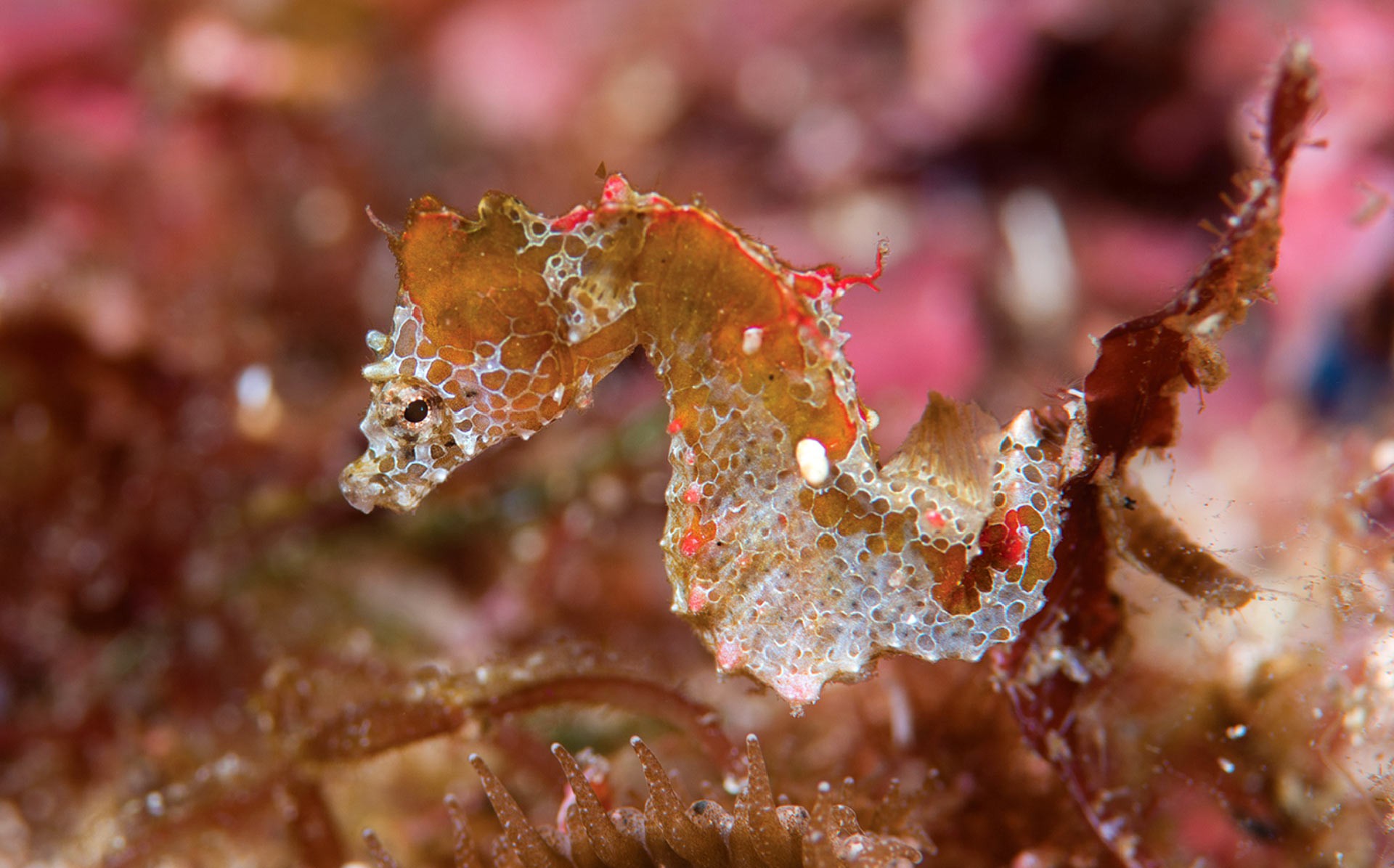 Hippocampus japapigu