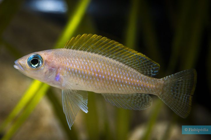 Neolamprologus caudopunctatus