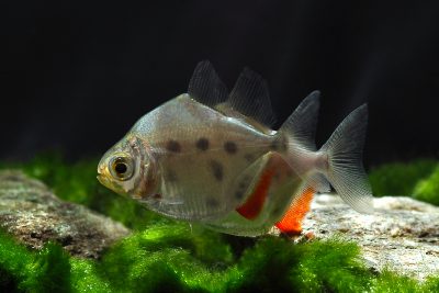Metynnis sp. Big Spot Peru Characidae