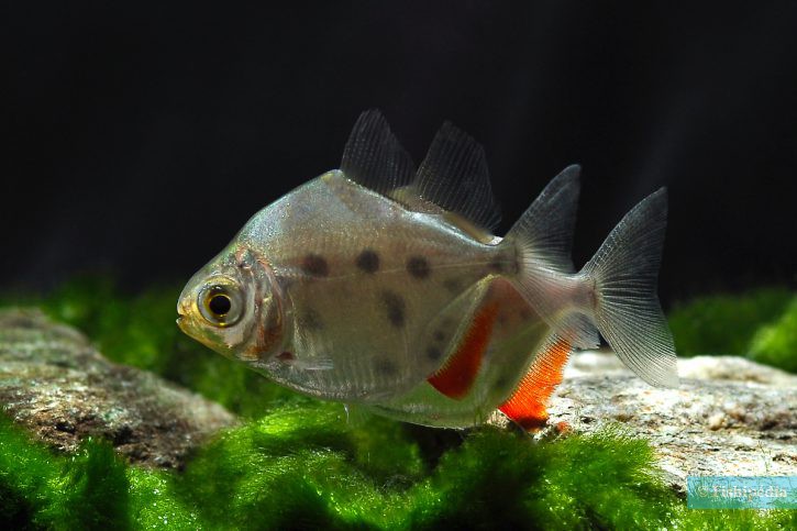 Metynnis sp. Big Spot Peru