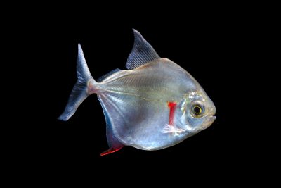 Metynnis argenteus Characidae