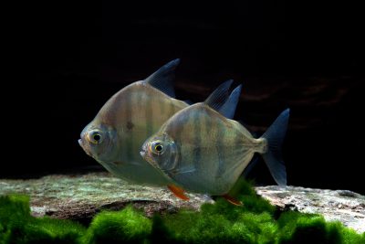 Metynnis fasciatus Serrasalmidae
