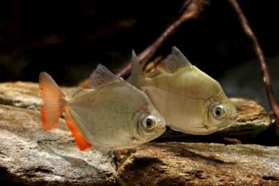 Metynnis lippincottianus Characidae