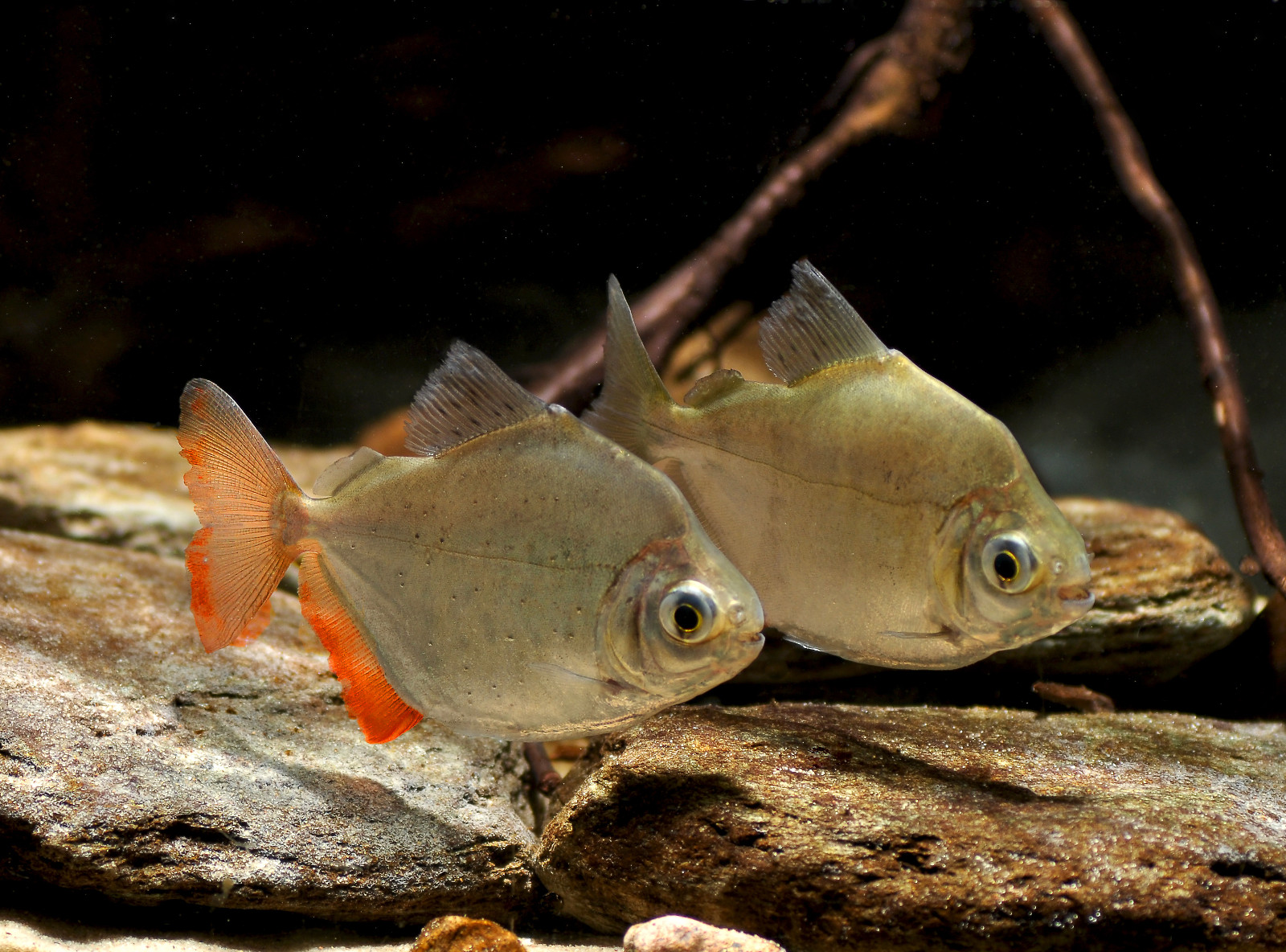 Metynnis lippincottianus