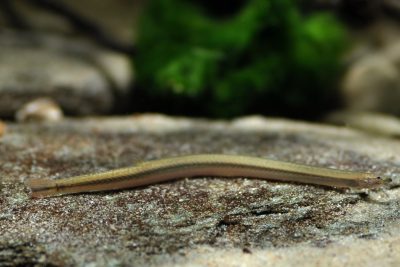 Pangio doriae Cobitidae