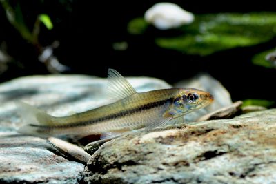 Apareiodon affinis Parodontidae