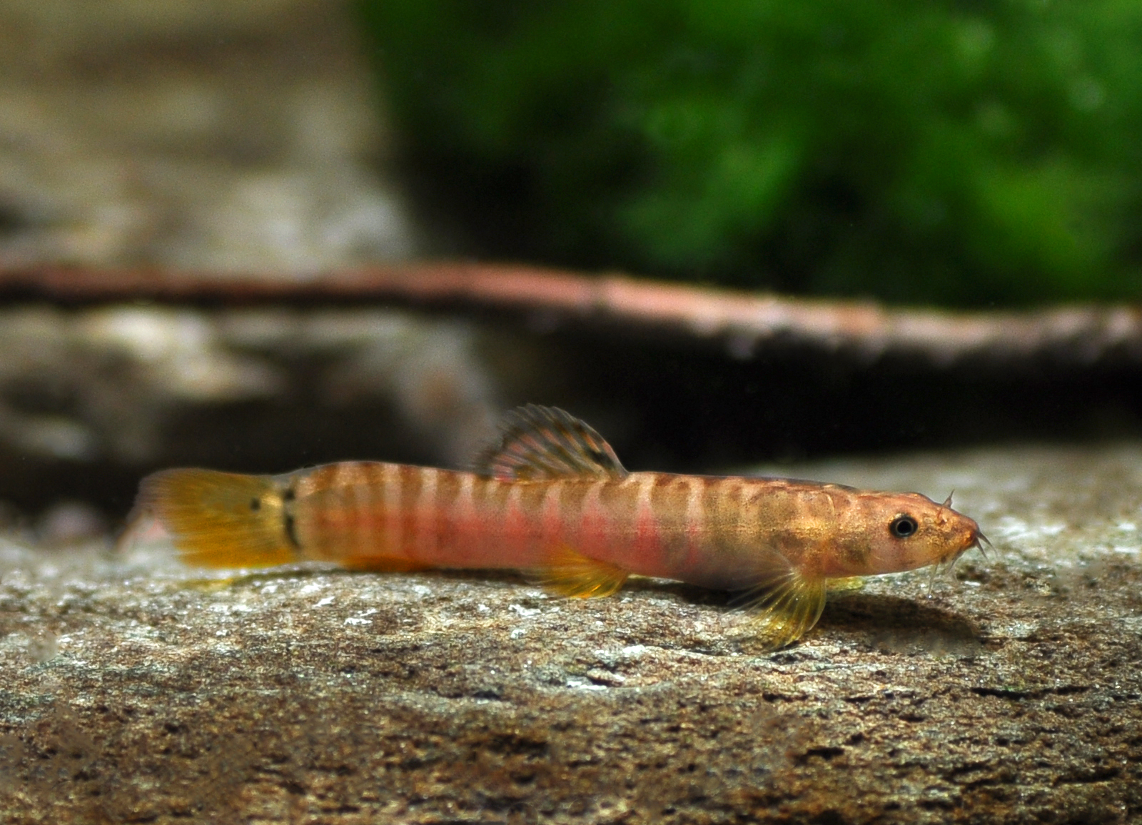 Schistura nilgiriensis