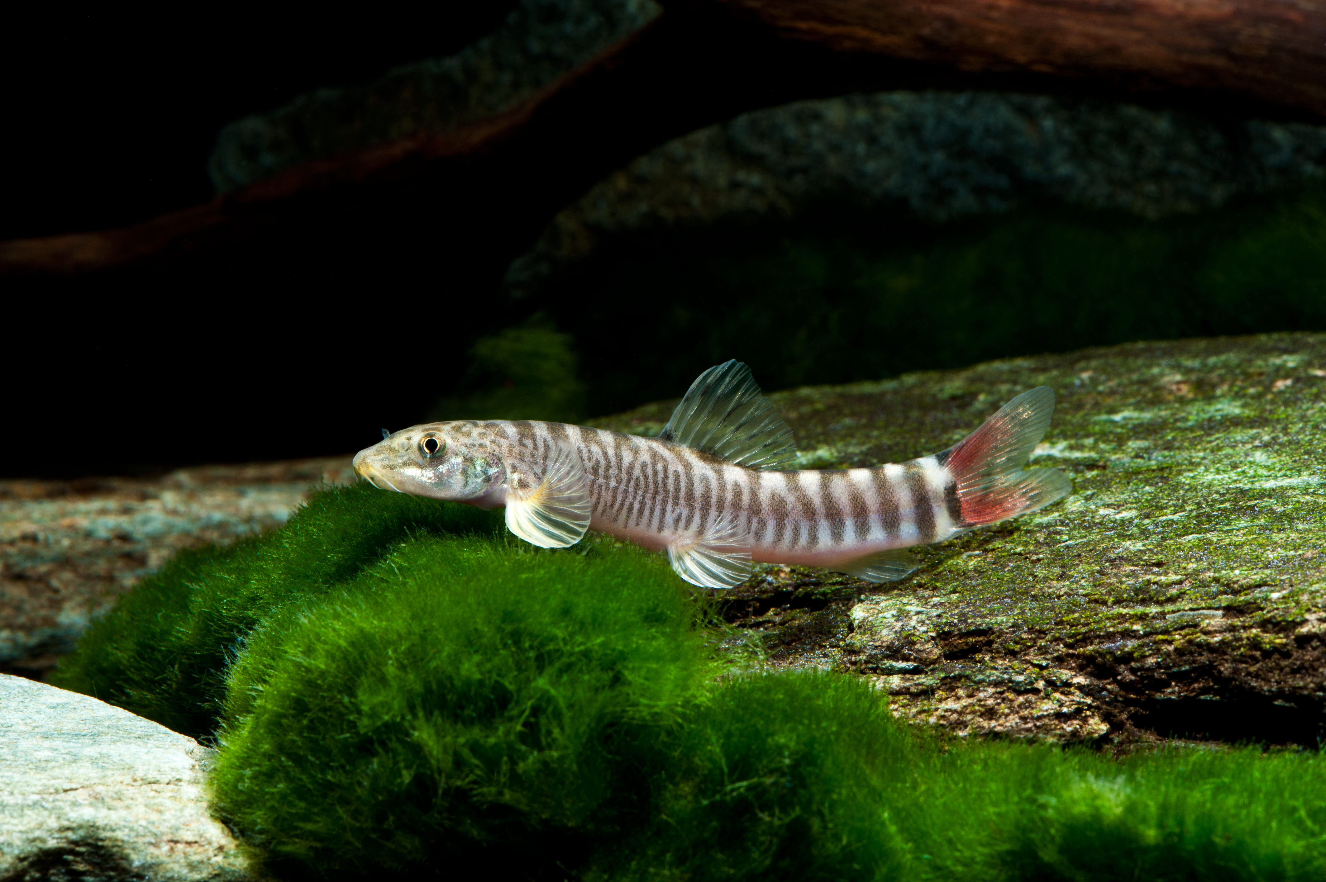 Schistura vinciguerrae