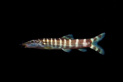 Sinibotia pulchra Cobitidae