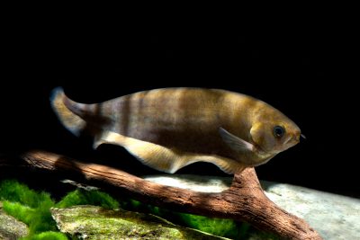 Xenomystus nigri Notopteridae