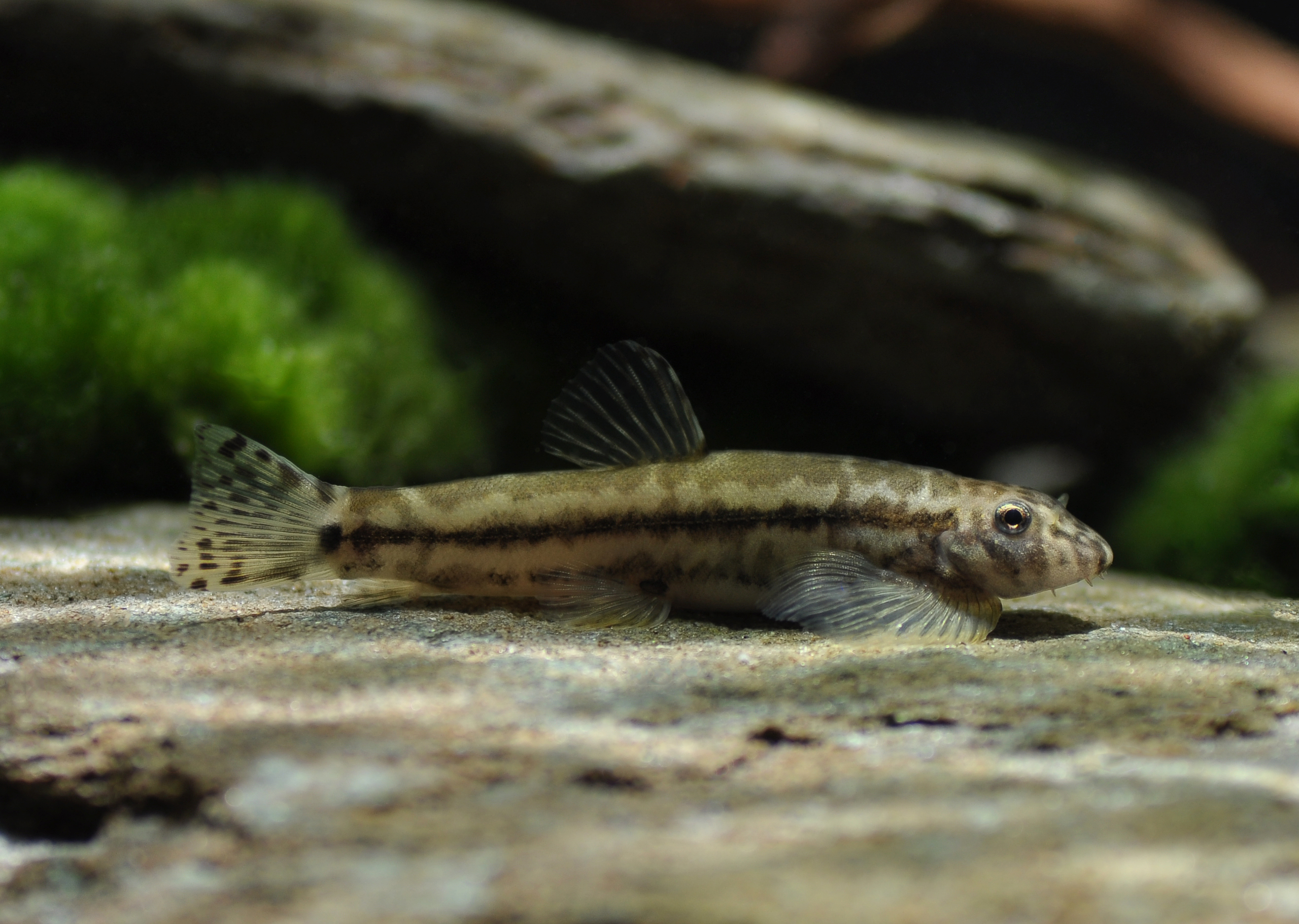 Yaoshania pachychilus