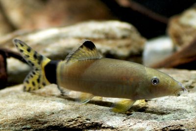 Yasuhikotakia splendida Cobitidae