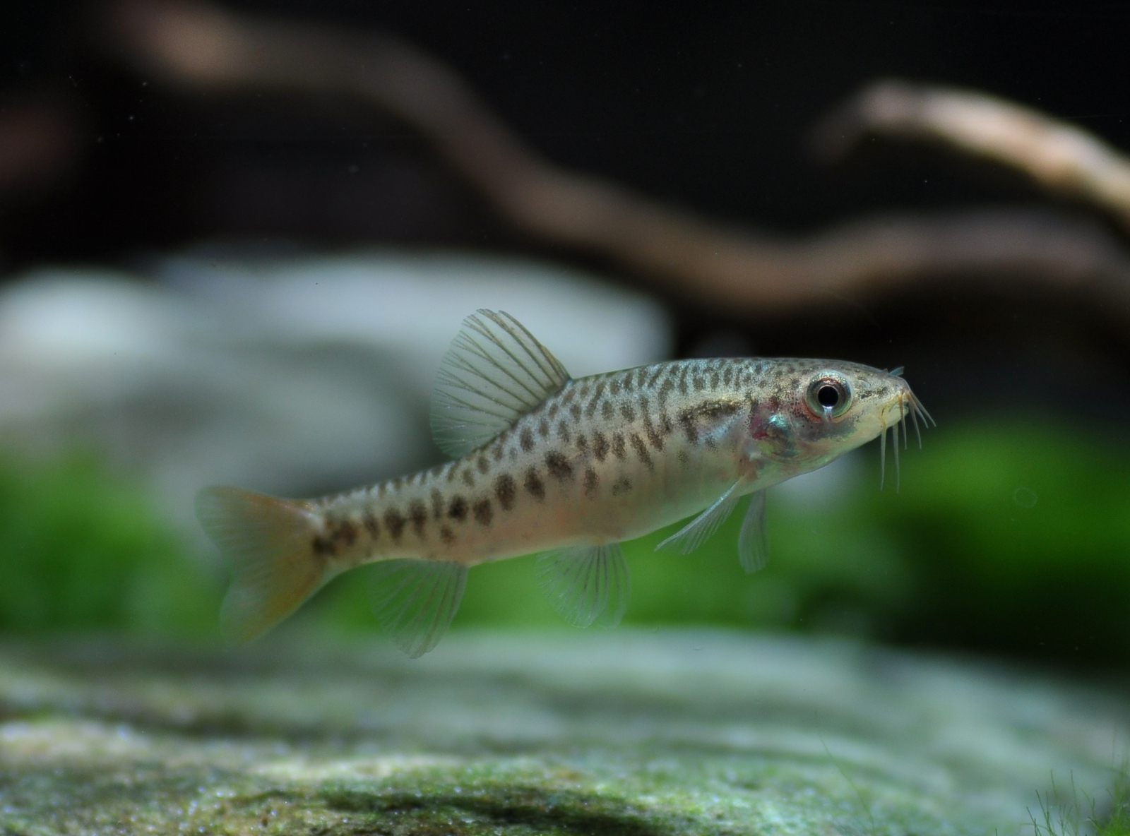 Yunnanilus brevis