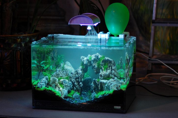 Quel éclairage choisir pour son aquarium ?