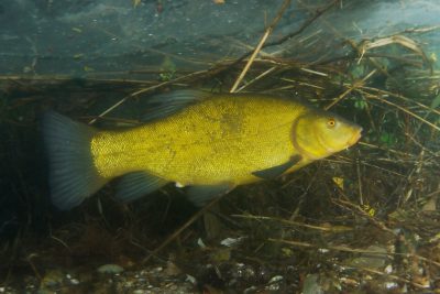 Tinca tinca Tincidae