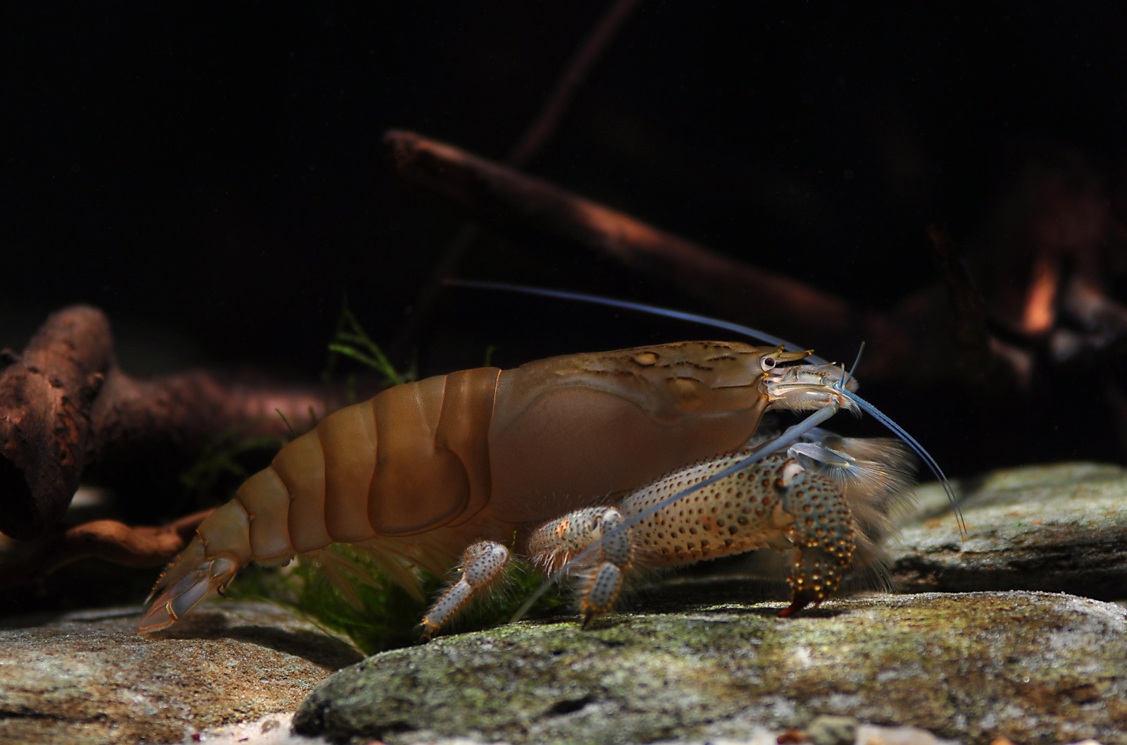 Atya gabonensis