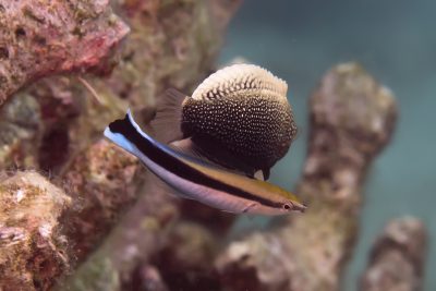 labride pulitore Labridae