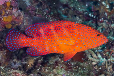 Cephalopholis miniata Serranidae