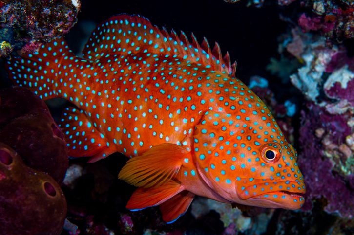 Cephalopholis miniata - vieille de corail