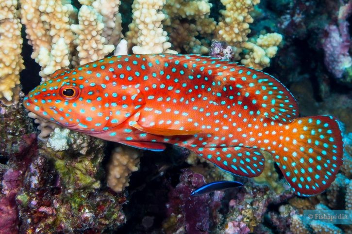 Cephalopholis miniata - vieille de corail