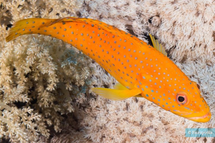 Cephalopholis miniata - vieille de corail