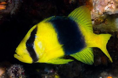 poisson-savon à deux bandes Liopropomatidae