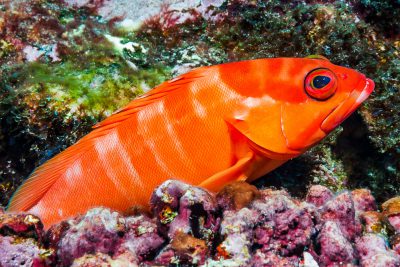 Epinephelus fasciatus Serranidae