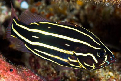 Grammistes sexlineatus Grammistidae