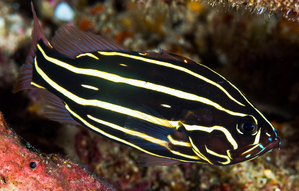 Grammistes sexlineatus