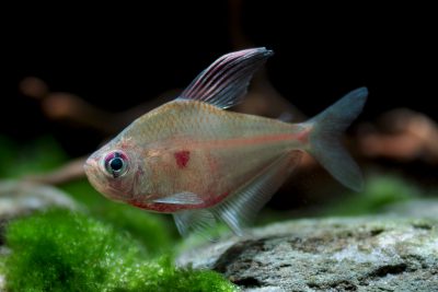 Hyphessobrycon erythrostigma Characidae