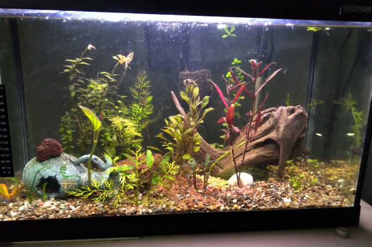 Aquarium Rectangle 20 Gallons
